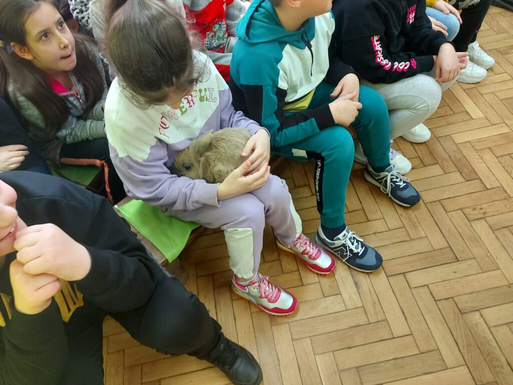 Na zdjęciu dziewczynka trzyma na kolanach króliczka. 