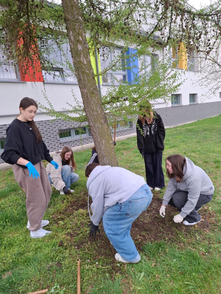 Na zdjęciu uczniowie klasy 7a plewiący chwasty i grabiący trawę na szkolnym terenie zielonym w ramach akcji - Dzień Ziemi.